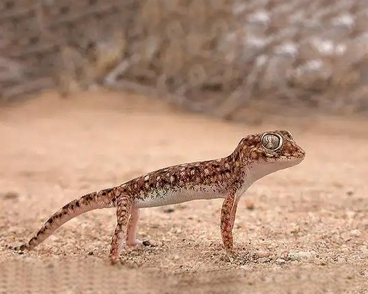 Elegant Dune Gecko ~ 4-5cm